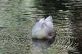 Duck water reflection Royalty Free Stock Photo