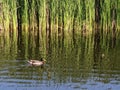 Duck in water reflection nature ecology