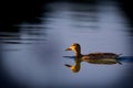 Duck on the water Royalty Free Stock Photo