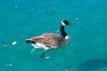 Duck water swimming Royalty Free Stock Photo