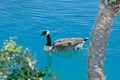 Duck water swimming Royalty Free Stock Photo