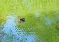 Duck on water