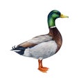 Duck watercolor illustration. Hand drawn realistic waterfowl bird. Mallard duck wildlife avian. Beautiful wild river Royalty Free Stock Photo