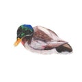 Duck Watercolor painting isolated. Watercolor hand painted Duck illustrations.Duck isolated on white background Royalty Free Stock Photo