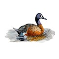 Duck.Watercolor single duck animal isolated on a white background illustration.