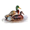 Duck.Watercolor single duck animal isolated on a white background illustration. Royalty Free Stock Photo