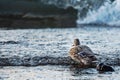 Duck on waterscene. Duck standing at the lakeside or pond with bokeh background. Royalty Free Stock Photo