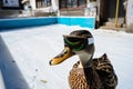 duck wearing ski glasses next to an iceskating rink Royalty Free Stock Photo