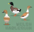 Duck Welsh Harlequin Cartoon Vector Illustration