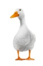 Duck white