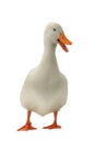 Duck white