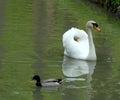 Duck and white swan
