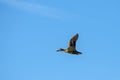 Duck wild, female, flying, and blue sky Royalty Free Stock Photo