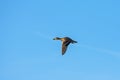 Duck wild, female, flying, and blue sky Royalty Free Stock Photo