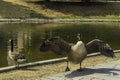 A duck with wings spread at the lake, Nordliche Dussel in Dusseldorf, Germany.