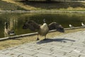 A duck with wings spread at the lake, Nordliche Dussel in Dusseldorf, Germany.