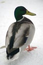 Duck in winter Royalty Free Stock Photo