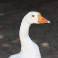 Duck zoo miscellaneous animal goos