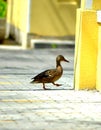 Duck ÃÂ®n The citty Royalty Free Stock Photo
