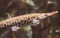 Duckbill catfish. Royalty Free Stock Photo