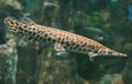 Duckbill catfish. Royalty Free Stock Photo