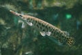 Duckbill catfish. Royalty Free Stock Photo