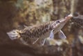 Duckbill catfish. Royalty Free Stock Photo