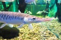 Duckbill catfish in the zoo. Lepisosteus platyrhincus. Panzer pike, or long-finned pike Lepisosteus, a genus of freshwater and Royalty Free Stock Photo