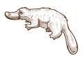 Duckbill or platypus isolated sketch, Australian animal symbol