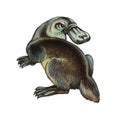Duckbilled or Platypus Royalty Free Stock Photo