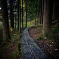 Duckboards in autumn forest wating for hikers