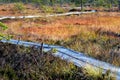 Duckboards through colorful autumn bog.