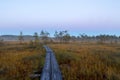 Duckboards on a swamp