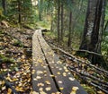 Duckboards in the woods in autumn