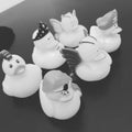 Duckies Royalty Free Stock Photo