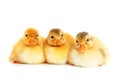 Duckies isolated