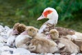 Duckies near mum