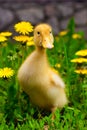 Duckling