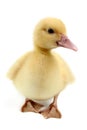 Duckling