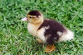 Duckling