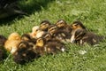 Duckling, Anas platyrhynchos - Mallard Royalty Free Stock Photo