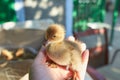 A duckling is a baby duck. Ducklings usually learn to swim by following their mothe Royalty Free Stock Photo