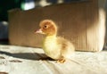 A duckling is a baby duck. Ducklings usually learn to swim by following their mother Royalty Free Stock Photo