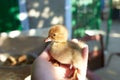 A duckling is a baby duck. Ducklings usually learn to swim by following their Royalty Free Stock Photo