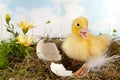 Duckling calling Royalty Free Stock Photo