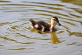 Duckling Royalty Free Stock Photo