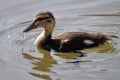 Duckling Royalty Free Stock Photo
