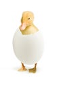 Duckling coming out of a white egg Royalty Free Stock Photo