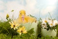 Duckling In Daisy Garden