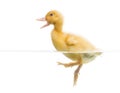 Duckling (7 days old) swimming and quacking, isolated